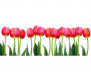 Vliesová fototapeta Tulipány 0126