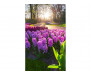 Vliesová fototapeta Květiny hyacintu 0068