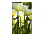 Vliesová fototapeta Bílé tulipány 0127