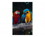 Vliesová fototapeta Barevní papoušci Ara 0223