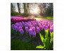 Vliesová fototapeta Květiny hyacintu 0068