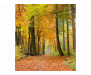 Vliesová fototapeta Podzimní les 0099