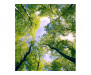 Vliesová fototapeta Stromy v oblacích 0104