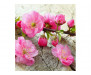 Vliesová fototapeta Sakura 0109