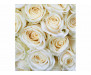 Vliesová fototapeta Bílé růže 0137