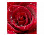 Vliesová fototapeta Červená růže 0138