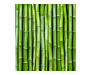 Vliesová fototapeta Bambus 0165