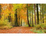 Vliesová fototapeta Podzimní les 0099
