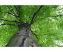 Vliesová fototapeta Koruna stromu 0101