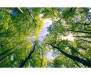 Vliesová fototapeta Stromy v oblacích 0104