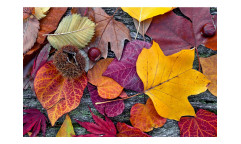 Vliesová fototapeta Podzimní listí 0112