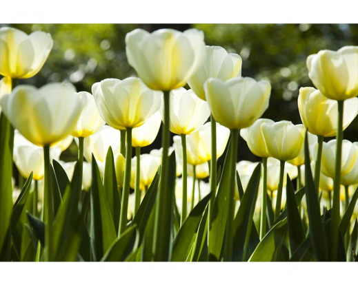 Vliesová fototapeta Bílé tulipány 0127