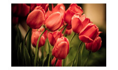 Vliesová fototapeta Červené tulipány 0128