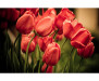 Vliesová fototapeta Červené tulipány 0128