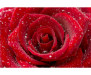 Vliesová fototapeta Červená růže 0138