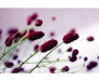 Vliesová fototapeta Fialová květina 0141