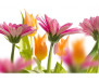 Vliesová fototapeta Jarní květiny 0142