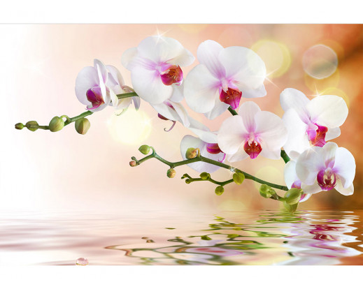 Vliesová fototapeta Bílá Orchidej 0147