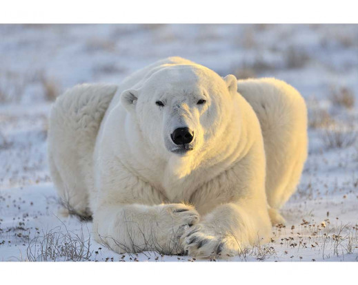 Vliesová fototapeta Lední medvěd 0220