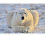 Vliesová fototapeta Lední medvěd 0220