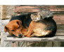 Vliesová fototapeta Kočka a pes 0221