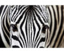 Vliesová fototapeta Zebra 0234
