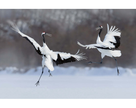 Vliesová fototapeta Dancing Pair of Red - Crowned Crane 0402