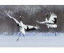 Vliesová fototapeta Dancing Pair of Red - Crowned Crane 0402