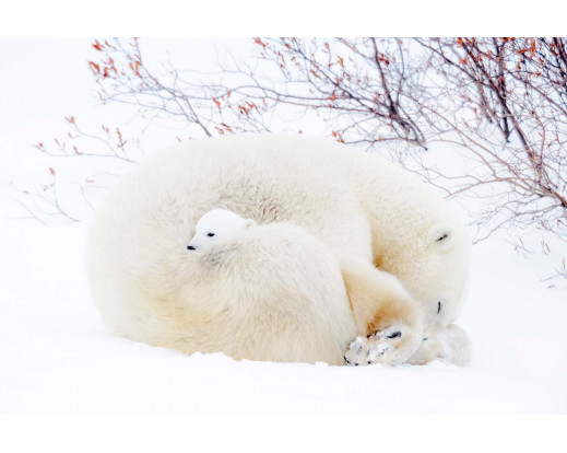 Vliesová fototapeta Polar Bears 0431