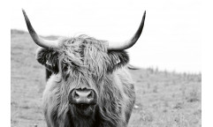 Vliesová fototapeta Scottish Cow 0458