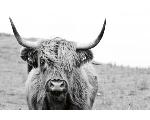 Vliesová fototapeta Scottish Cow 0458