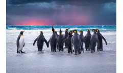 Vliesová fototapeta Penguins 0478