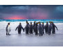 Vliesová fototapeta Penguins 0478