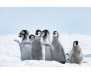 Vliesová fototapeta Penguins Chicks 0521