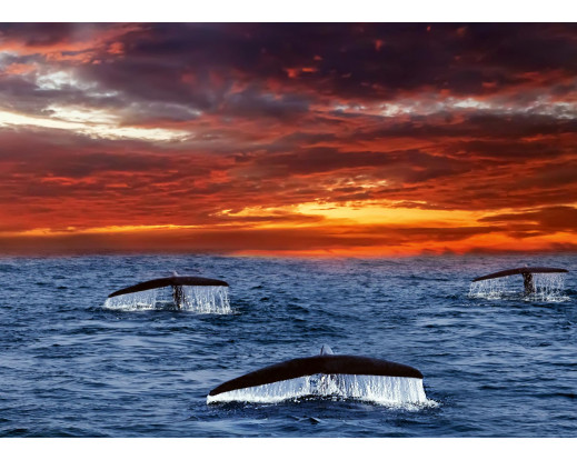 Vliesová fototapeta Tails Whales 0525