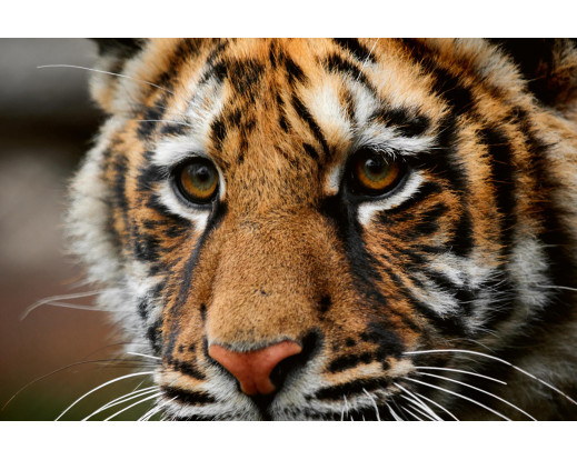 Vliesová fototapeta Big Tiger 0542