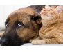 Vliesová fototapeta Cat and Dog 0549