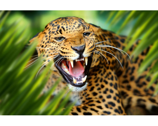 Vliesová fototapeta Leopard in Jungle 0550