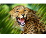 Vliesová fototapeta Leopard in Jungle 0550