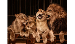 Vliesová fototapeta Lion and Lioness 0584