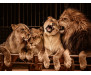 Vliesová fototapeta Lion and Lioness 0584