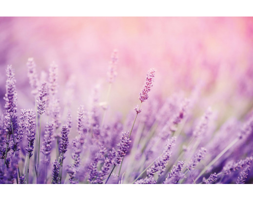 Vliesová fototapeta Lavender 1311