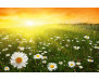 Vliesová fototapeta Flower Field in Sunset 1331