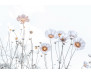 Vliesová fototapeta Soft Flowers 1392