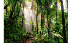 Vliesová fototapeta Beautiful Jungle Path 1591