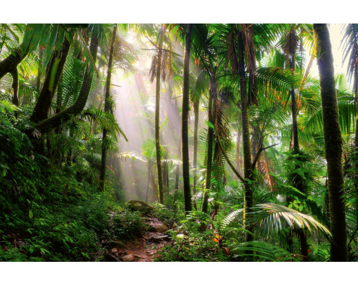 Vliesová fototapeta Beautiful Jungle Path 1591