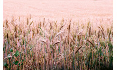Vliesová fototapeta Wheat Field 1715