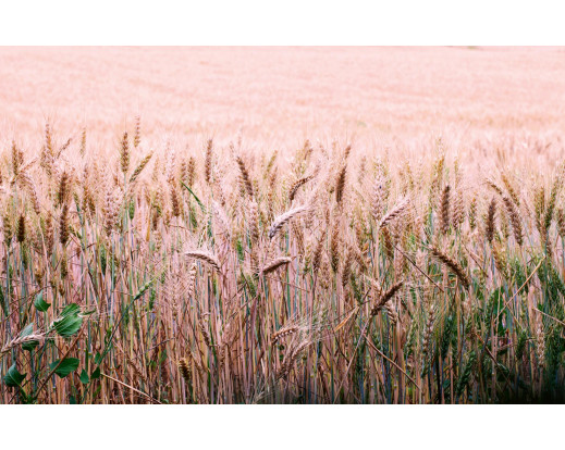 Vliesová fototapeta Wheat Field 1715