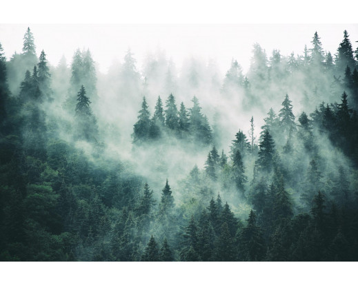 Vliesová fototapeta Foggy Forest 1863