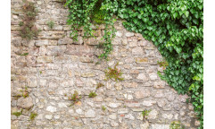 Vliesová fototapeta Stone Wall with Leaves 2405